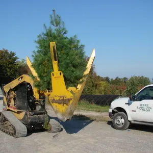 tree-spade